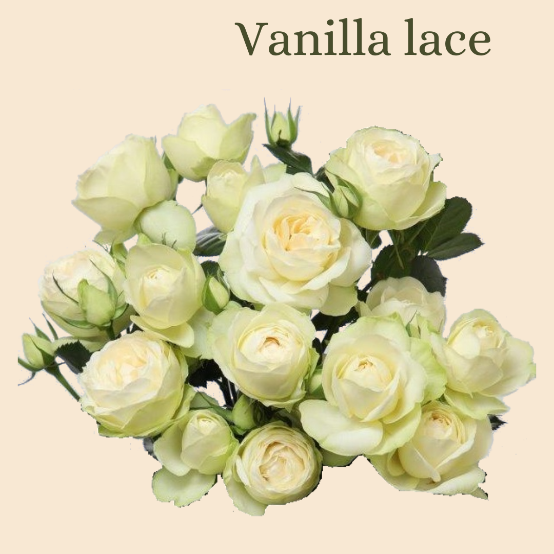 ROSE BR. VANILLA LACE 40